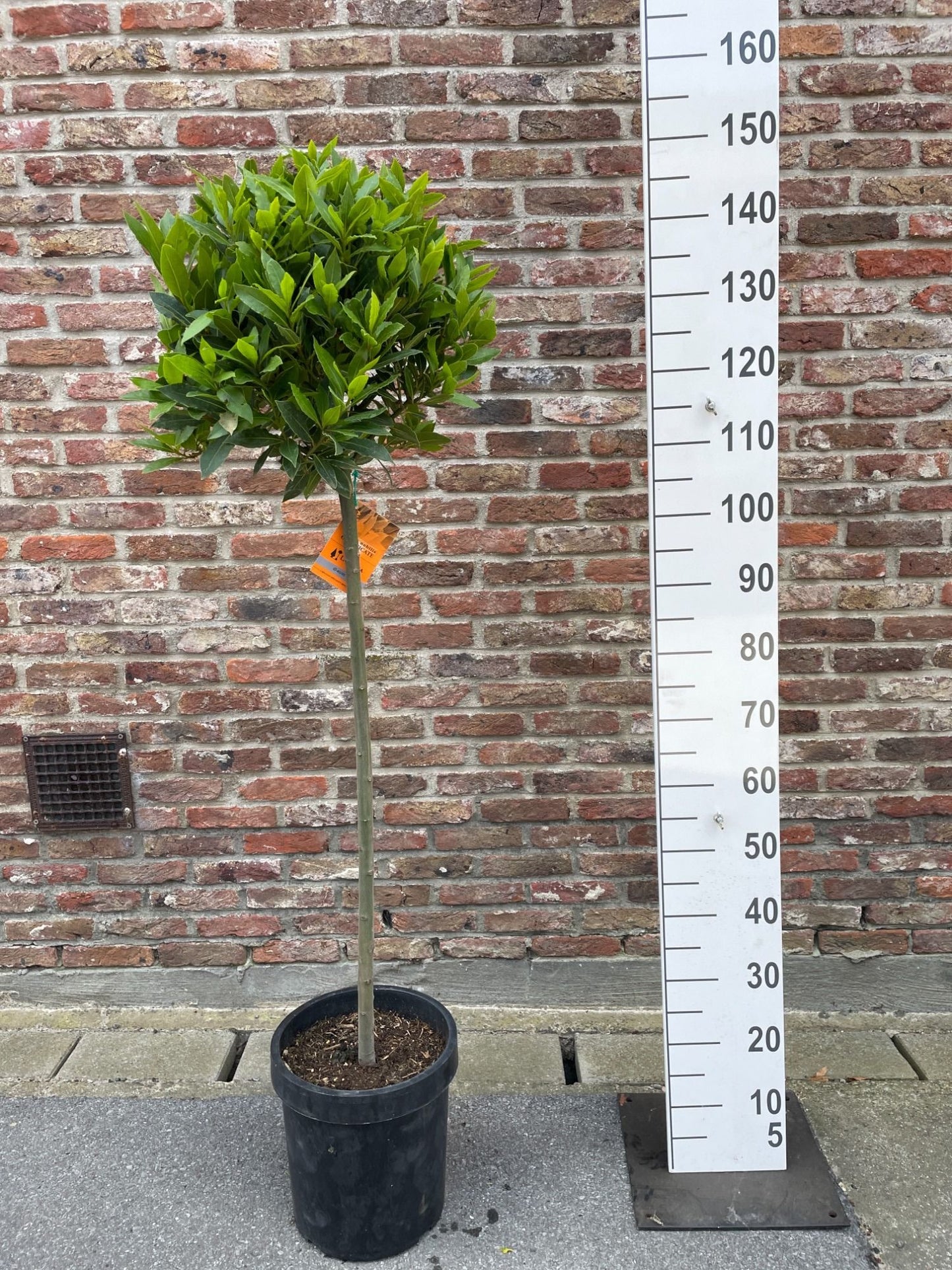 Laurus nobilis standard 140cm 25cm Pot