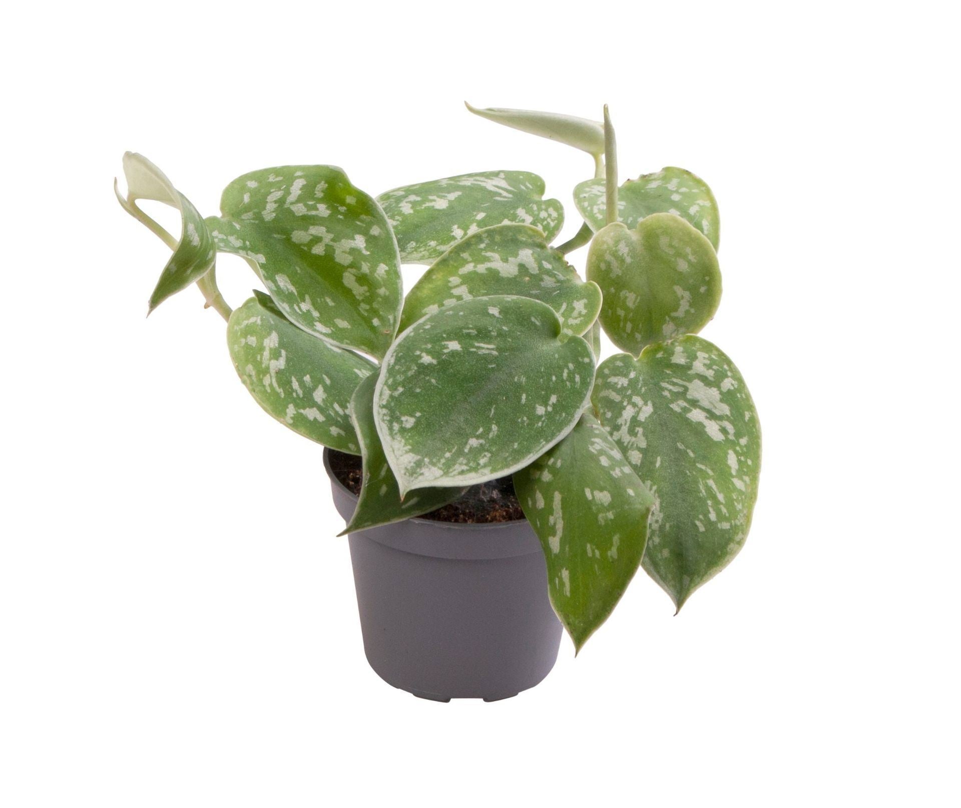 Philodendron Scandens Pictus 12cm 6cm Pot