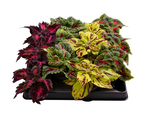 Coleus Wizard mix 10cm 6cm Pot