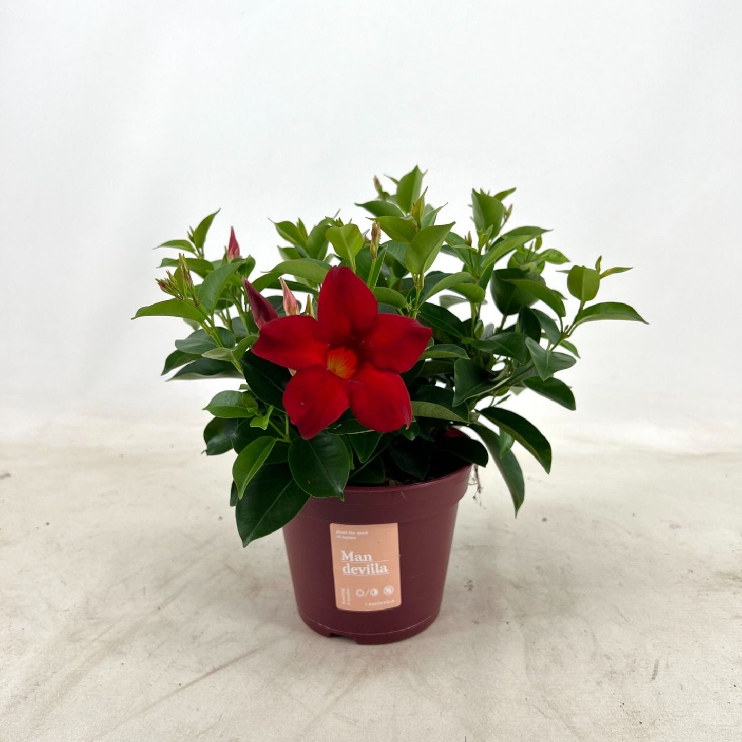 Mandevilla Red 30cm 14cm Pot