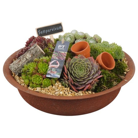 PTS7335 Arrangementen Sempervivum 16cm 30cm Pot