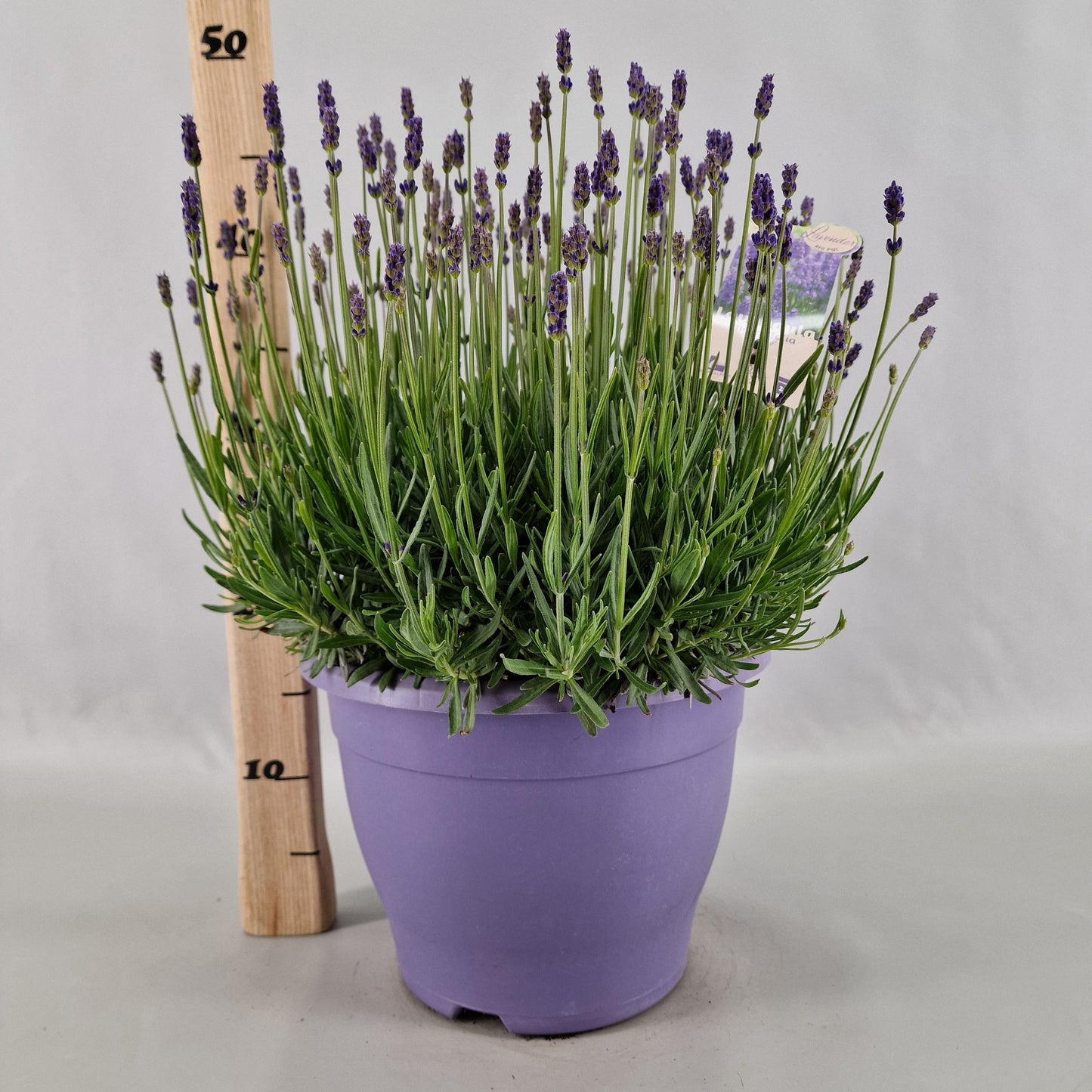 Lavandula Hidcote 45cm 26cm Pot