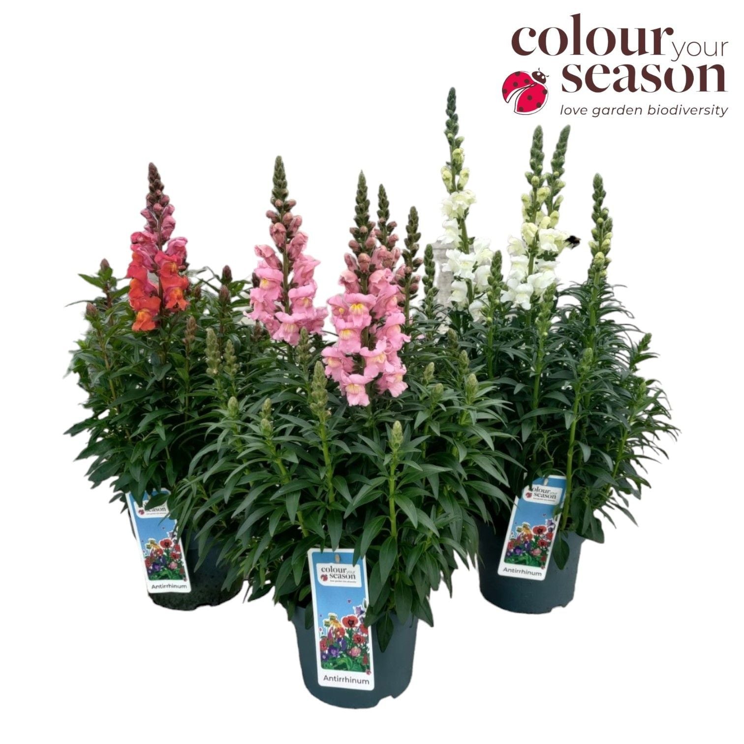 Antirrhinum mix 60cm 19cm Pot