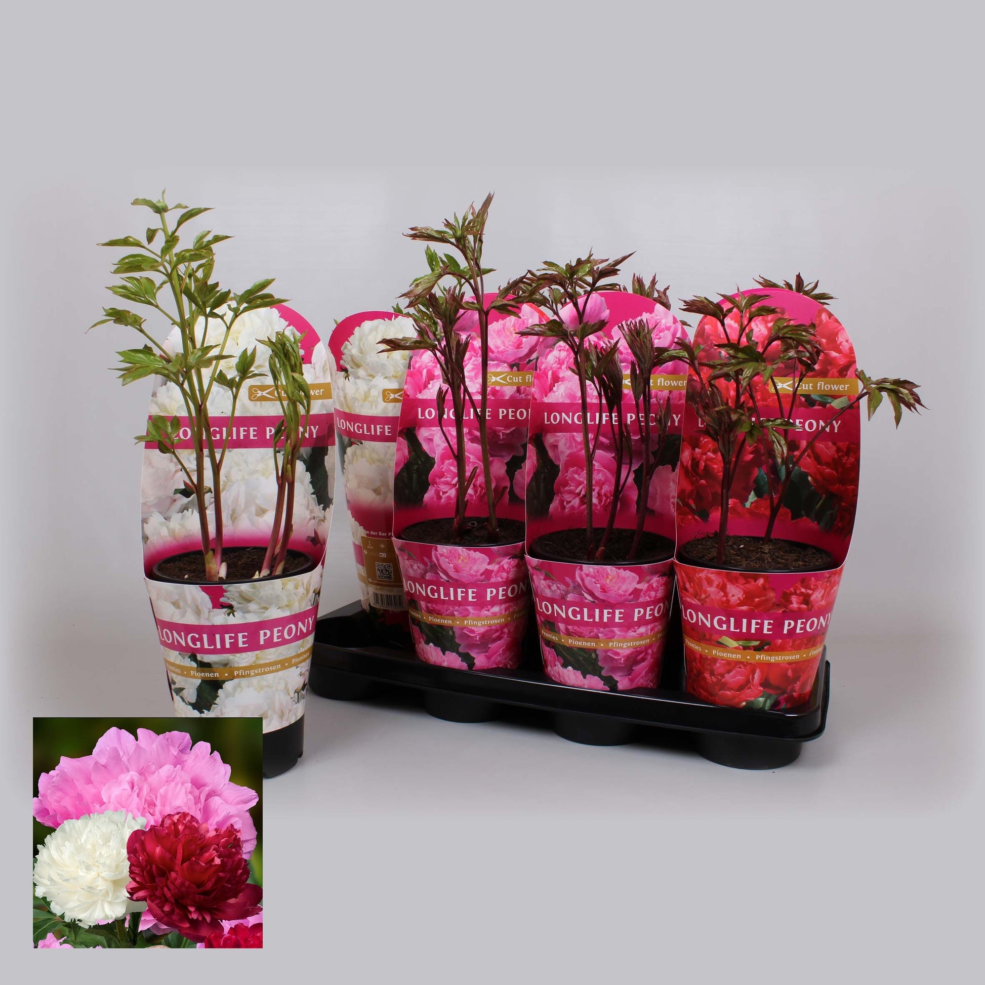 Paeonia mix 40cm 14cm Pot
