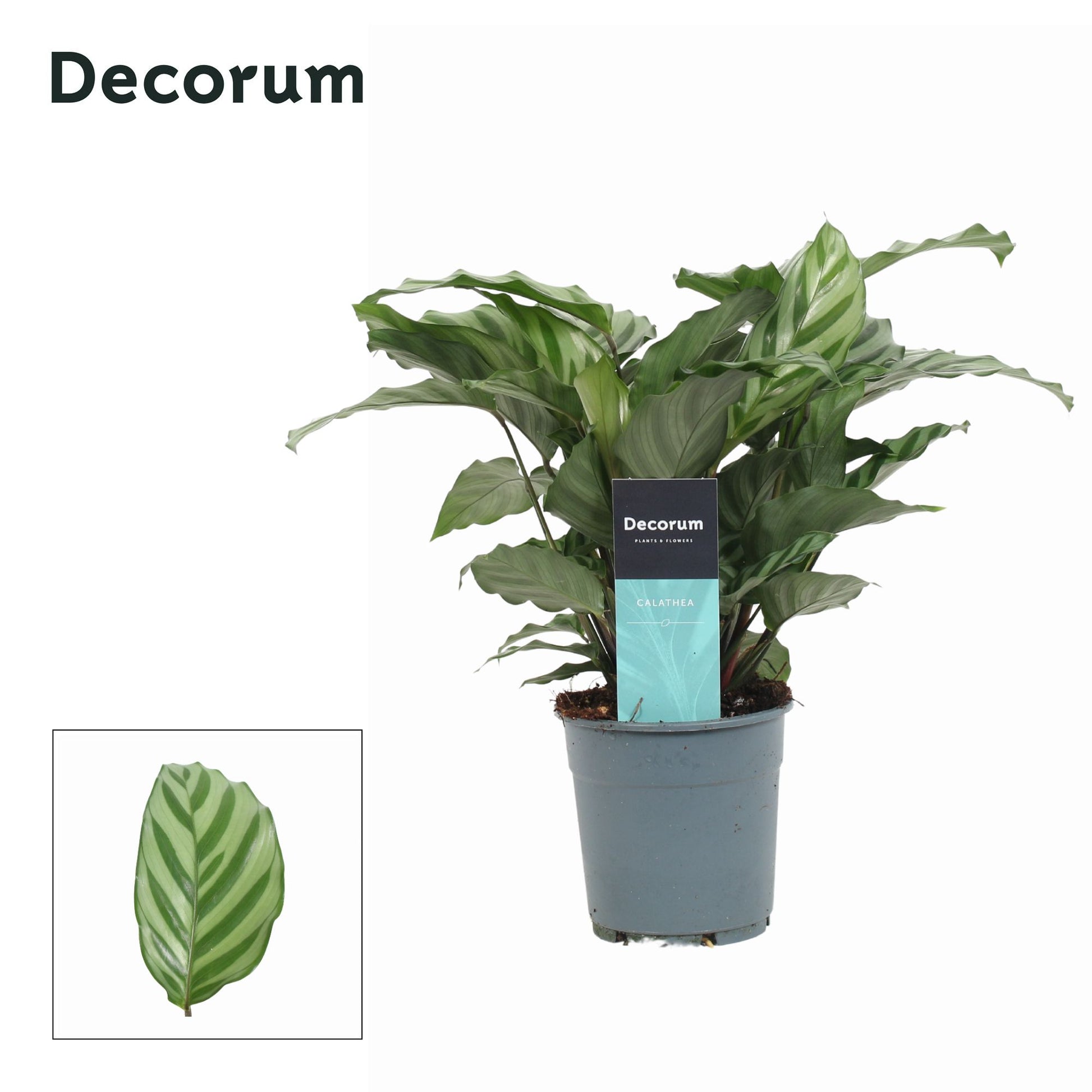 Calathea Freddie 30cm 12cm Pot
