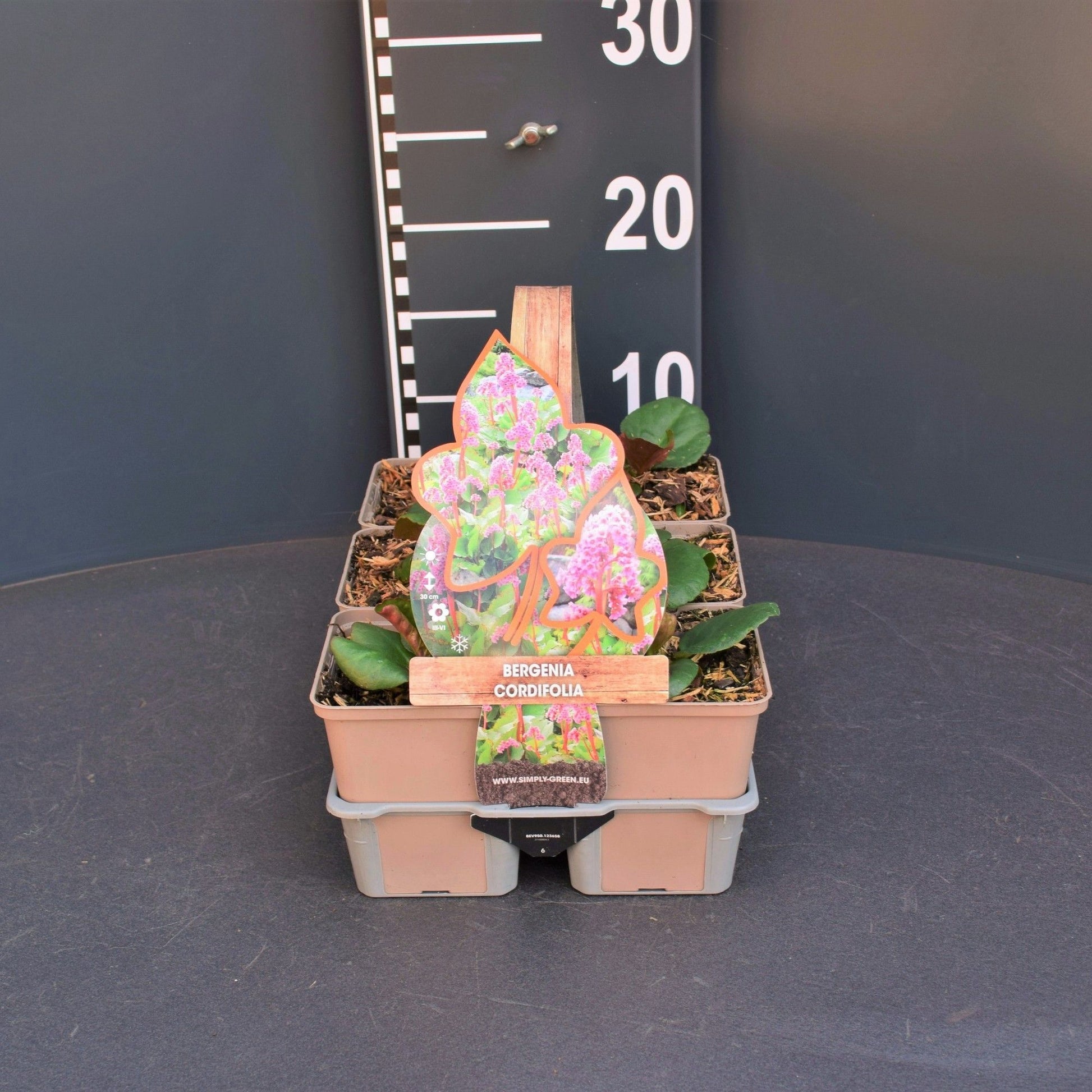 Bergenia cordifolia 5cm 9cm Pot