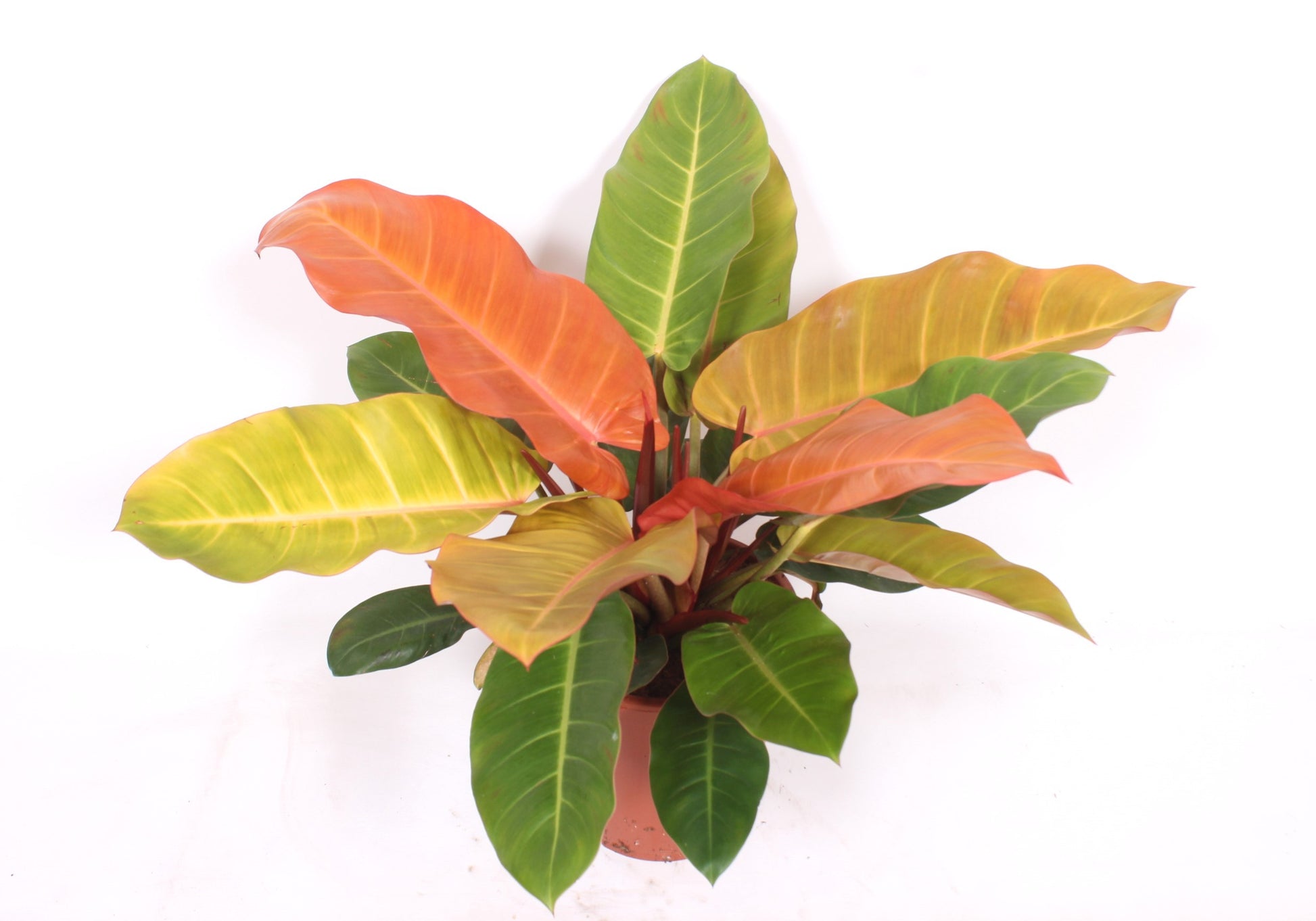 Philodendron Prince of Orange 80cm 27cm Pot