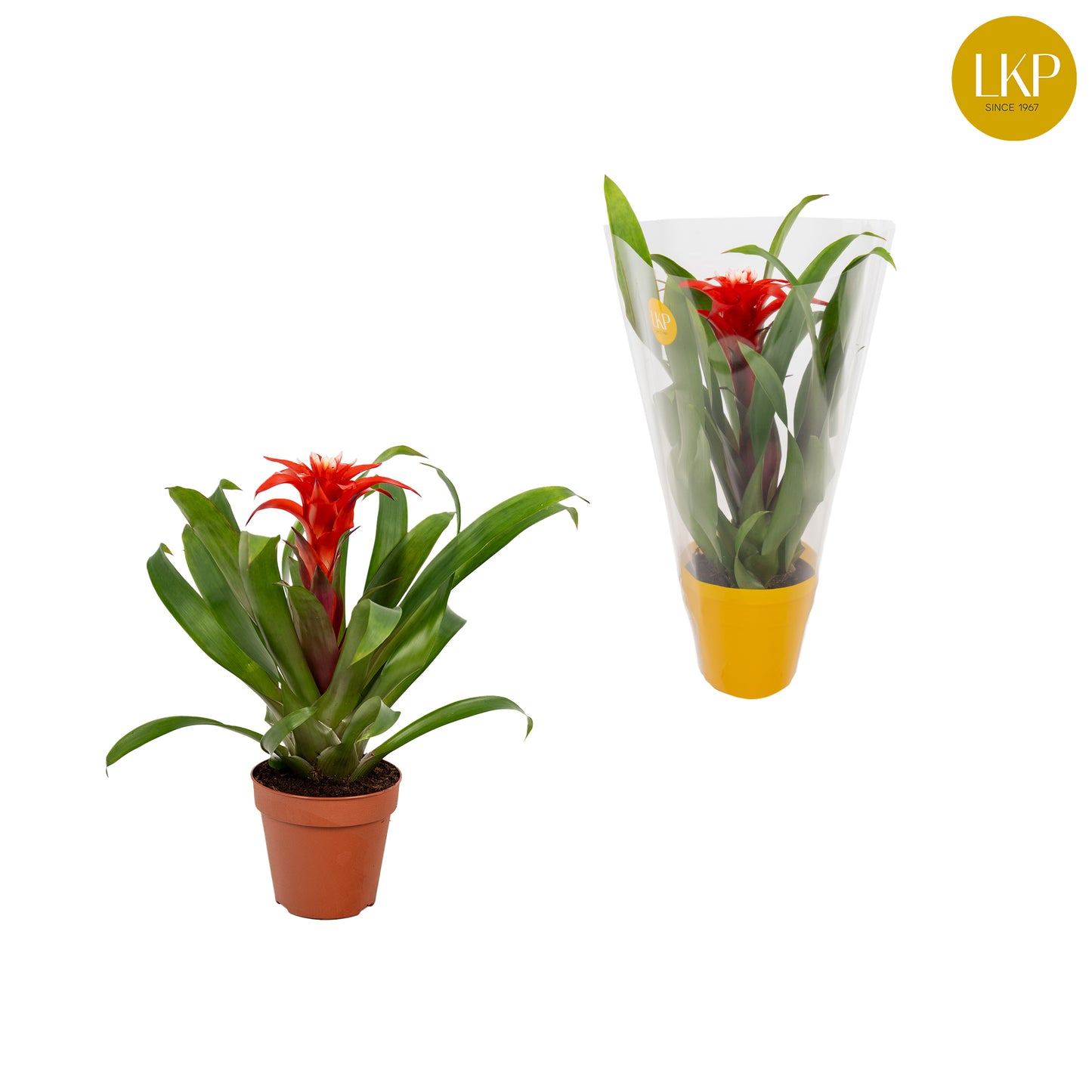 Guzmania Confetti 30cm 10.5cm Pot