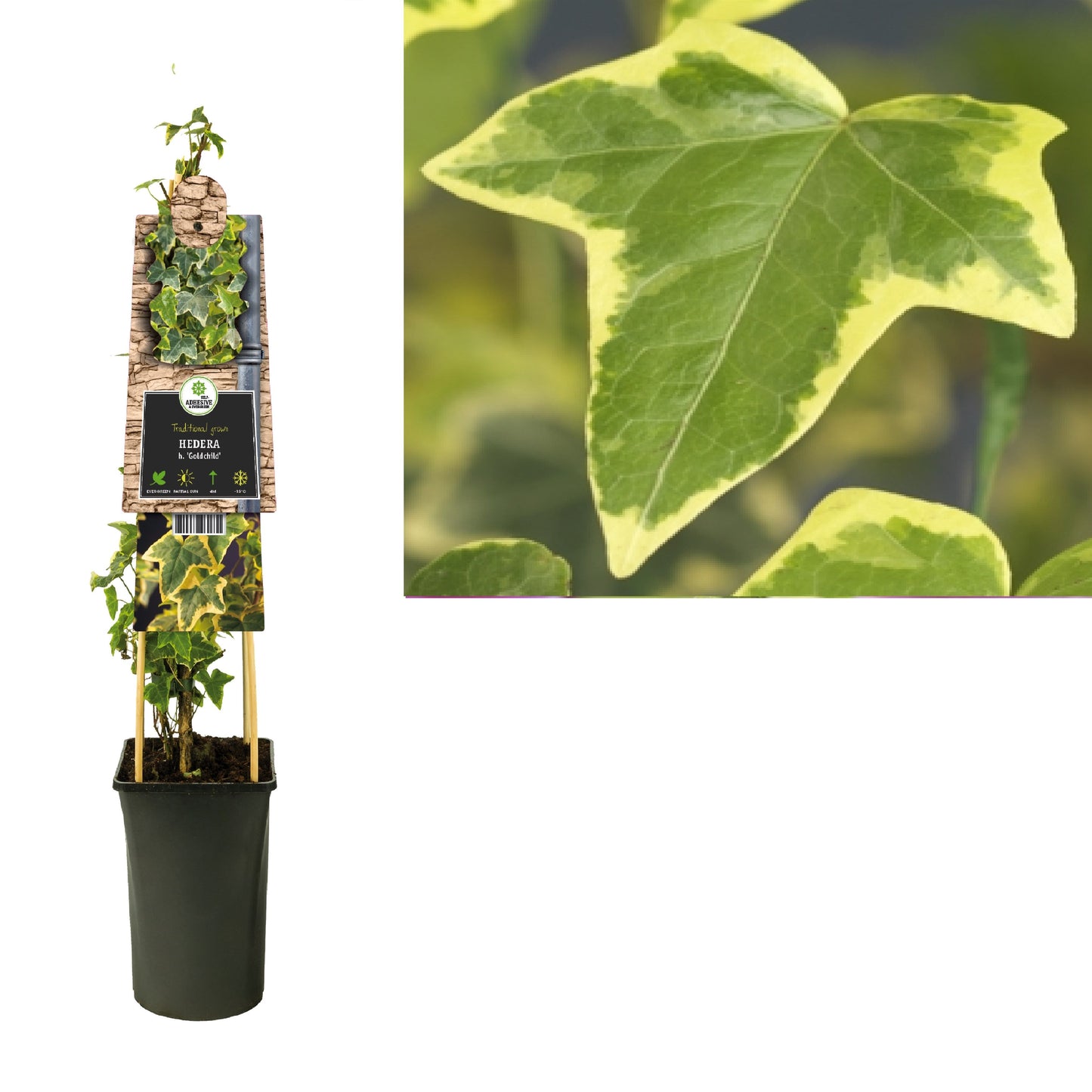 Hedera helix Goldchild 17cm Pot
