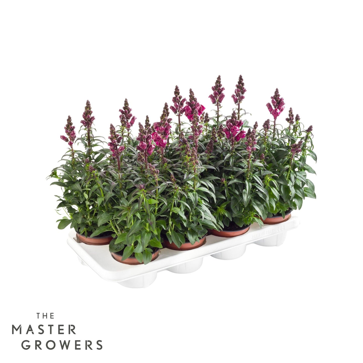 Antirrhinum red 35cm 12cm Pot
