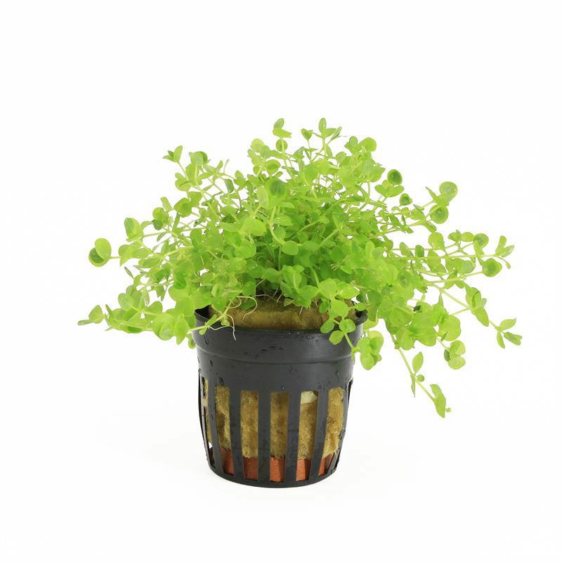 Micranthemum micrantemoides 10cm 5cm Pot