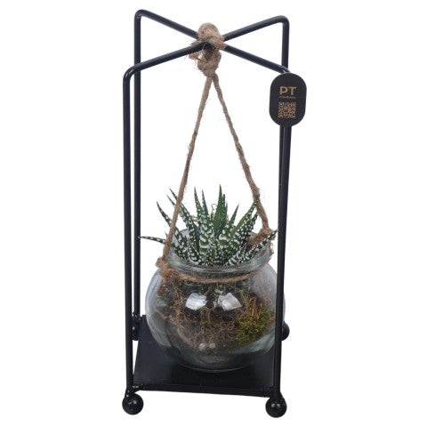 PTSUT8929 Arrangementen kamerplanten 22cm 10cm Pot