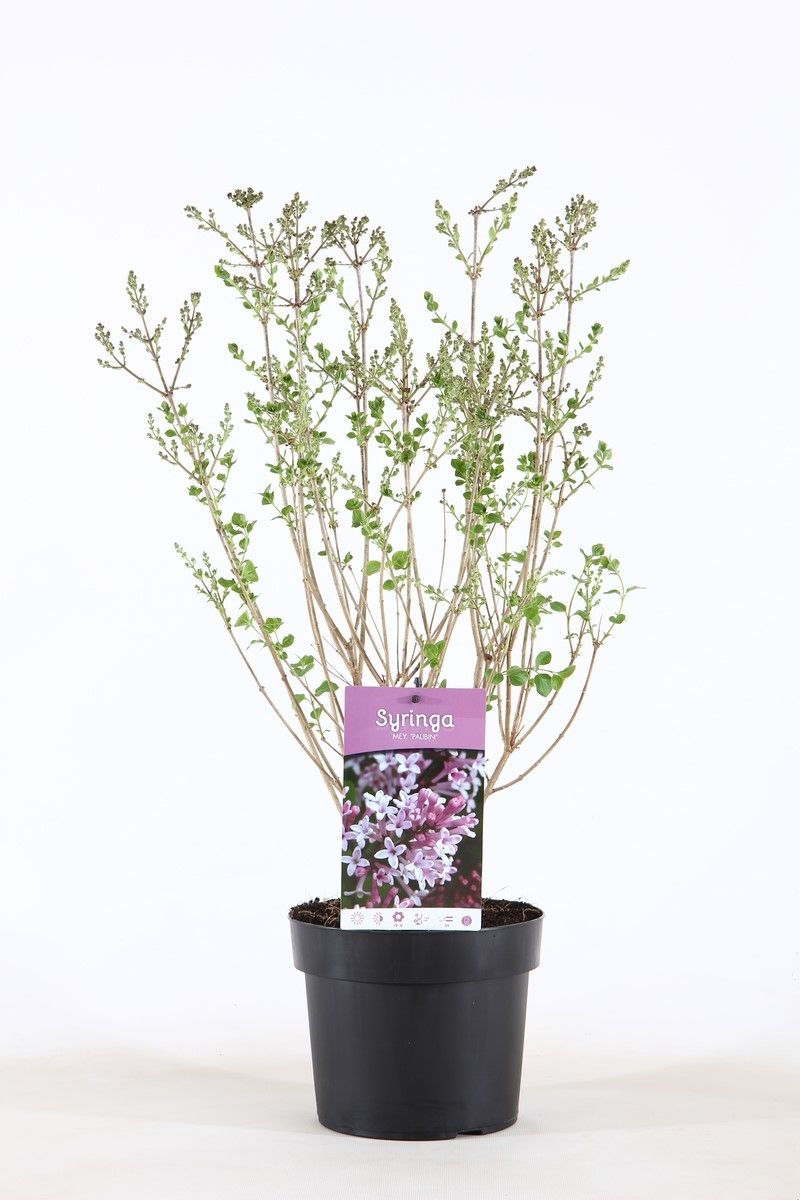 Syringa meyeri Palibin 45cm 19cm Pot