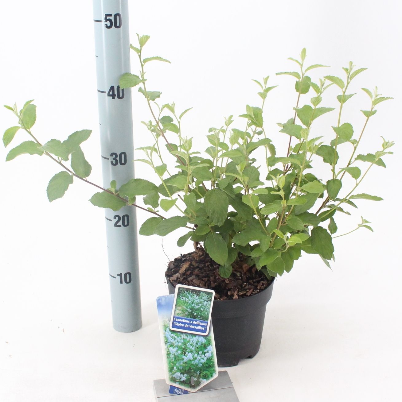 Ceanothus del. Gloire de Versailles 40cm 17cm Pot