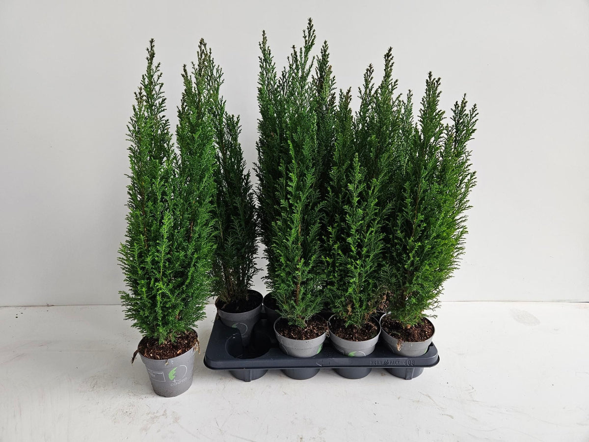 Chamaecyparis Ellwoodii 60cm 13cm Pot
