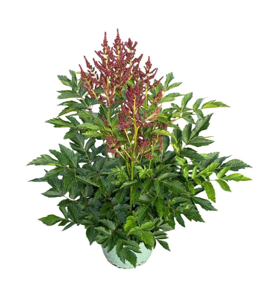 Astilbe Younique Cerise 40cm 17cm Pot