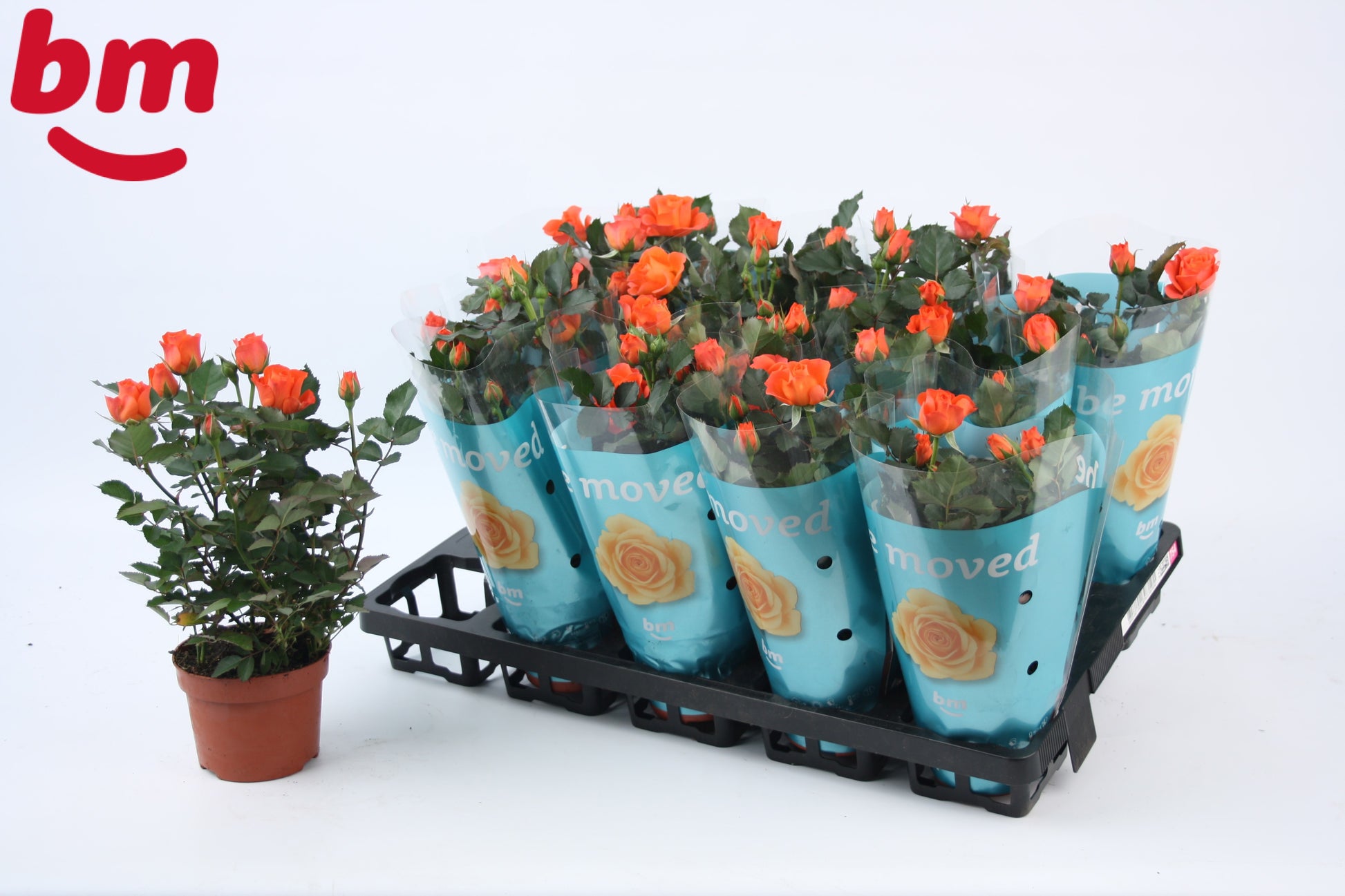 Rosa Jewel Orange 25cm 510cm Pot