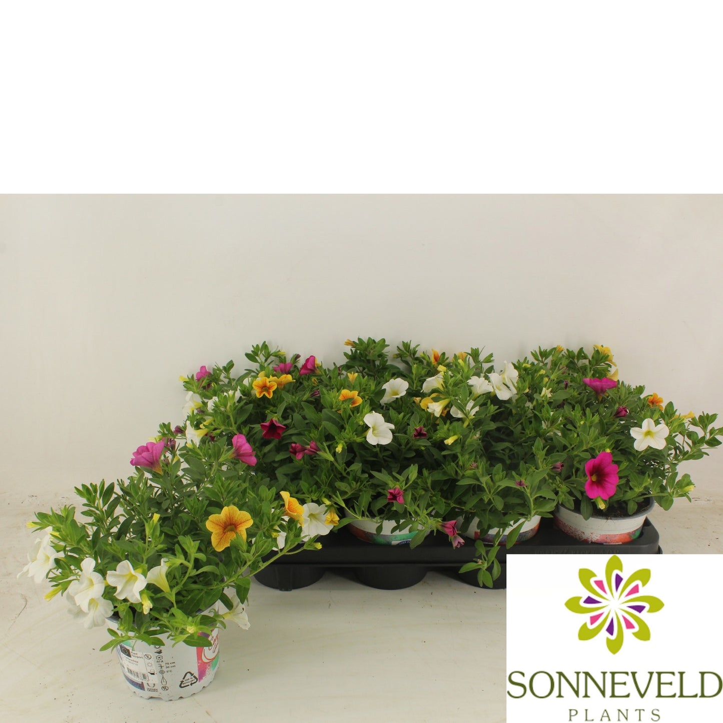 Calibrachoa Confetti Hawaiian Trio 20cm 13cm Pot