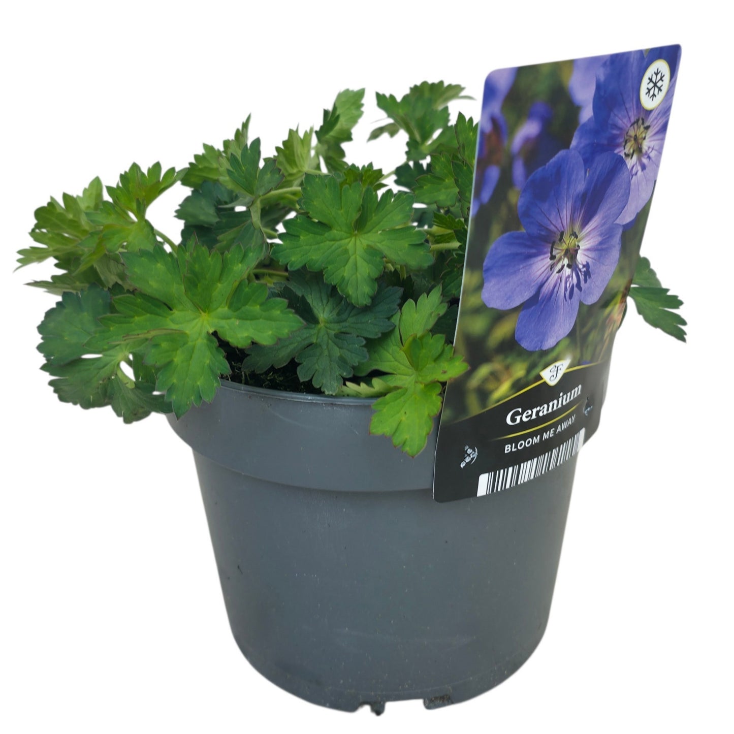 Geranium Bloom Me Away 30cm 17cm Pot