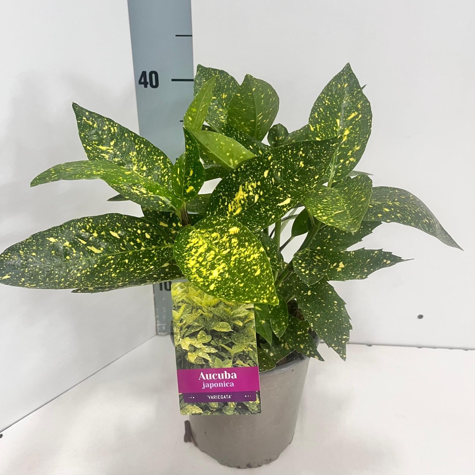 Aucuba jap. Variegata 40cm 17cm Pot