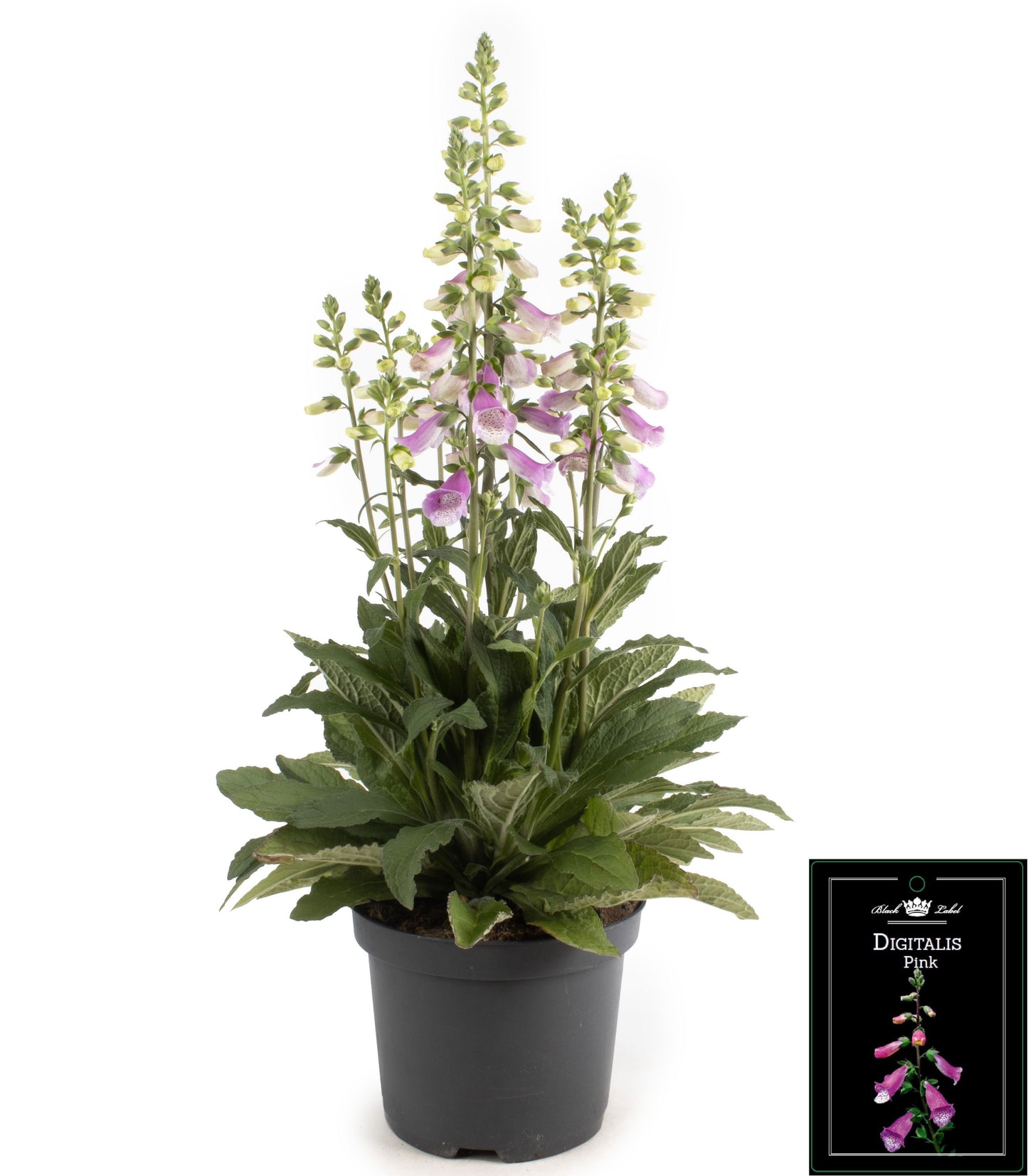 Digitalis Lucas 55cm 19cm Pot