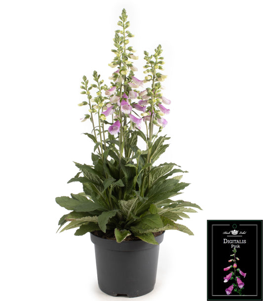 Digitalis Lucas 55cm 19cm Pot
