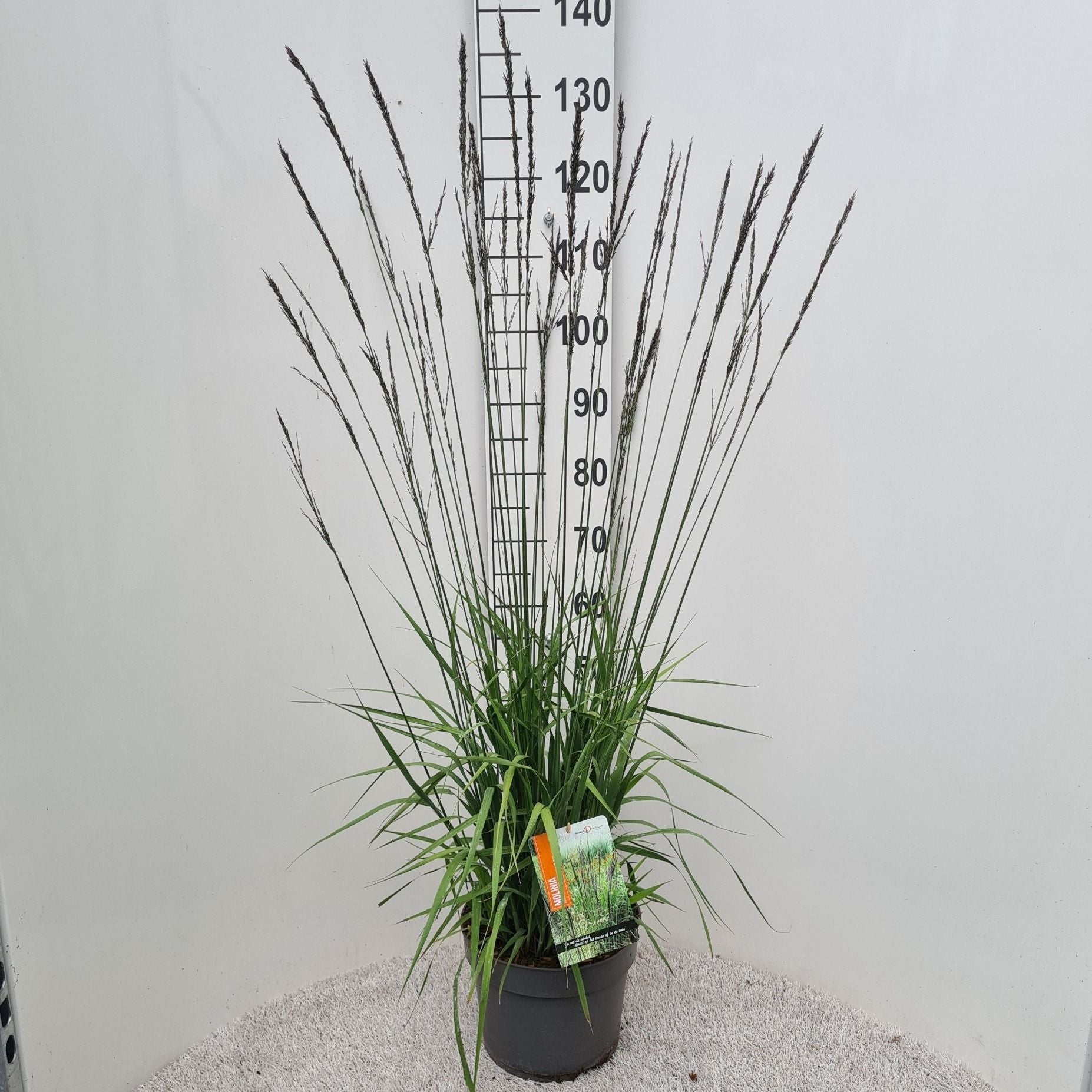 Molinia Black Arrow 50cm 26cm Pot