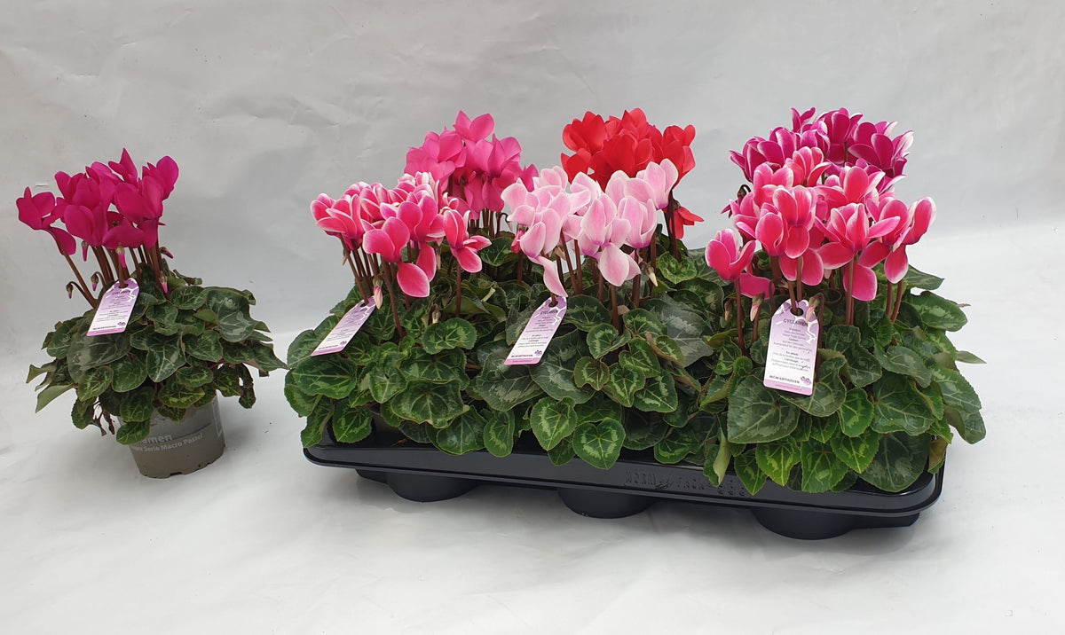 Cyclamen Macro 30cm 12cm Pot