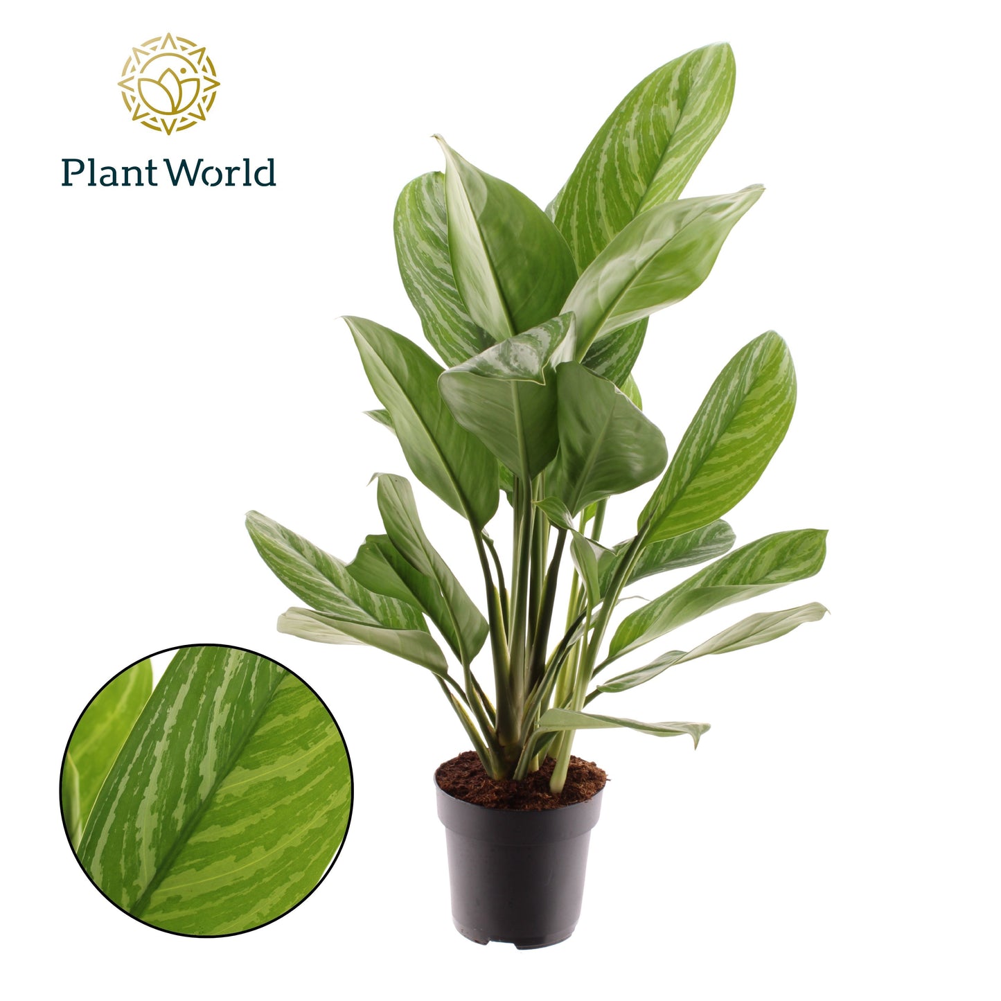 Aglaonema Stripes 80cm 17cm Pot