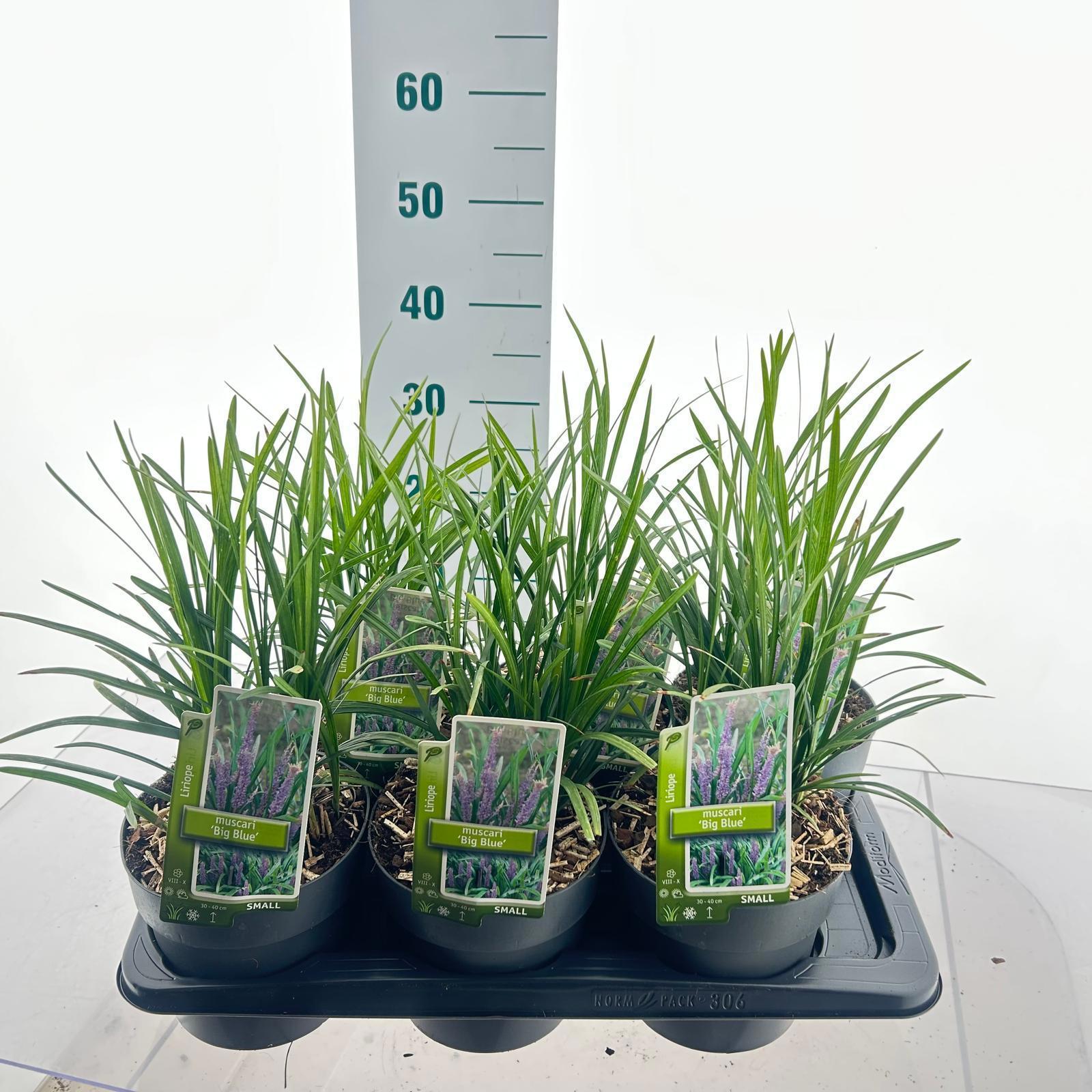 Liriope muscari Big Blue 35cm 17cm Pot