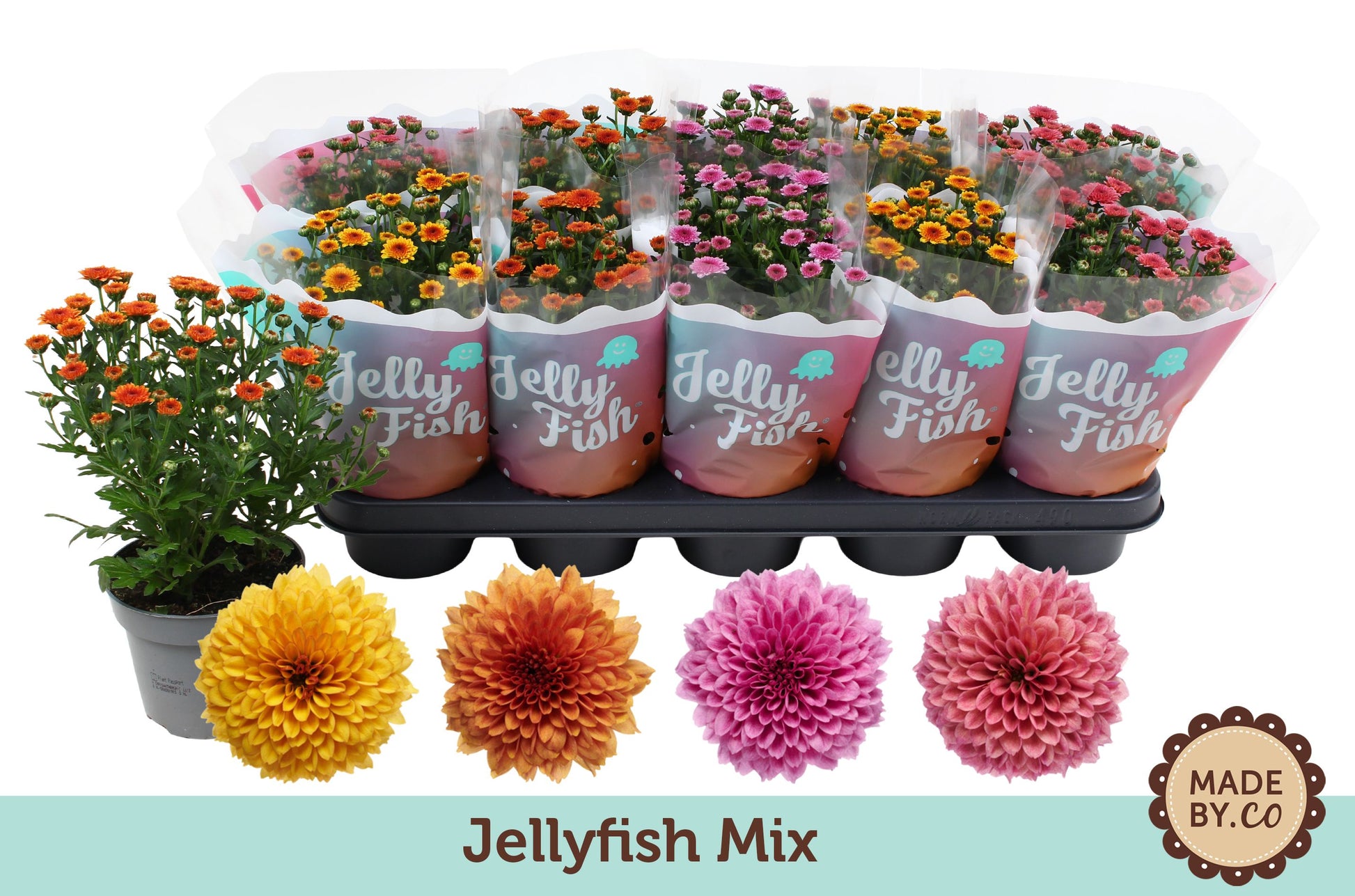 Chrysanthemum Jellyfish mix 25cm 12cm Pot