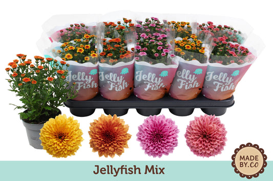 Chrysanthemum Jellyfish mix 25cm 12cm Pot