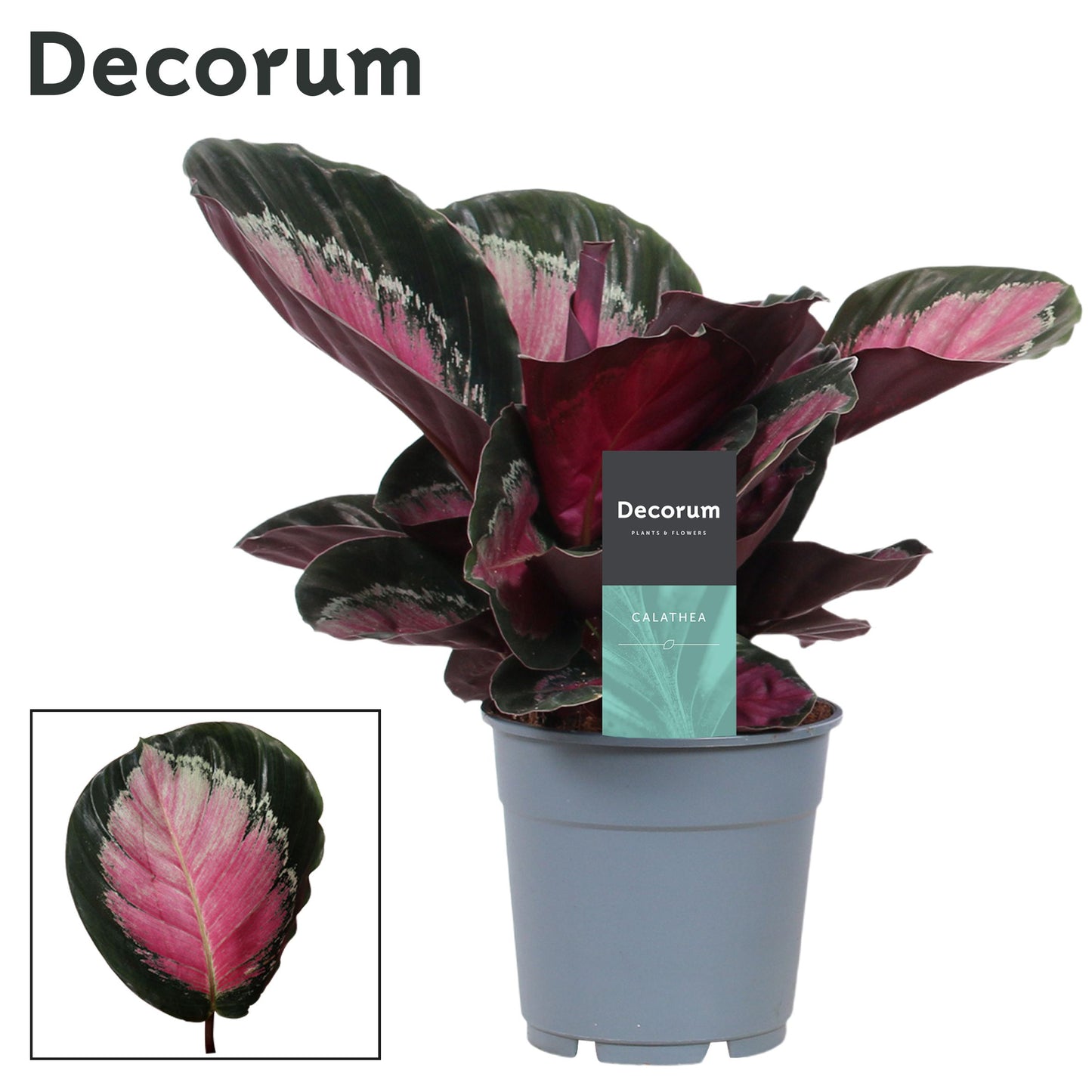 Calathea ros. Rosy 30cm 12cm Pot