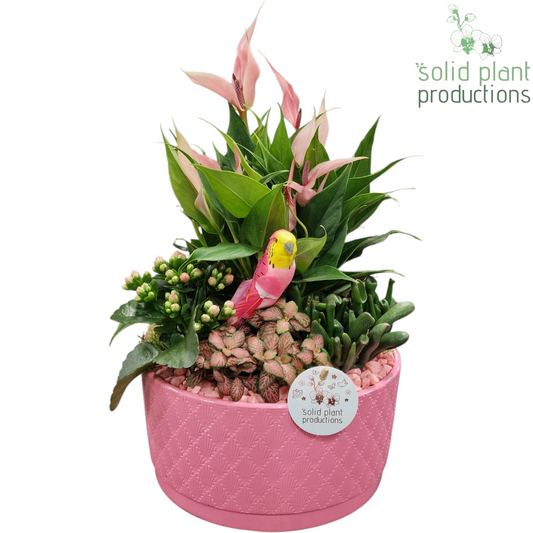arr. AT004 Pink 42cm 22cm Pot