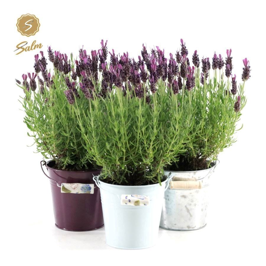 Lavander stoechas Anouk 37cm 14cm Pot