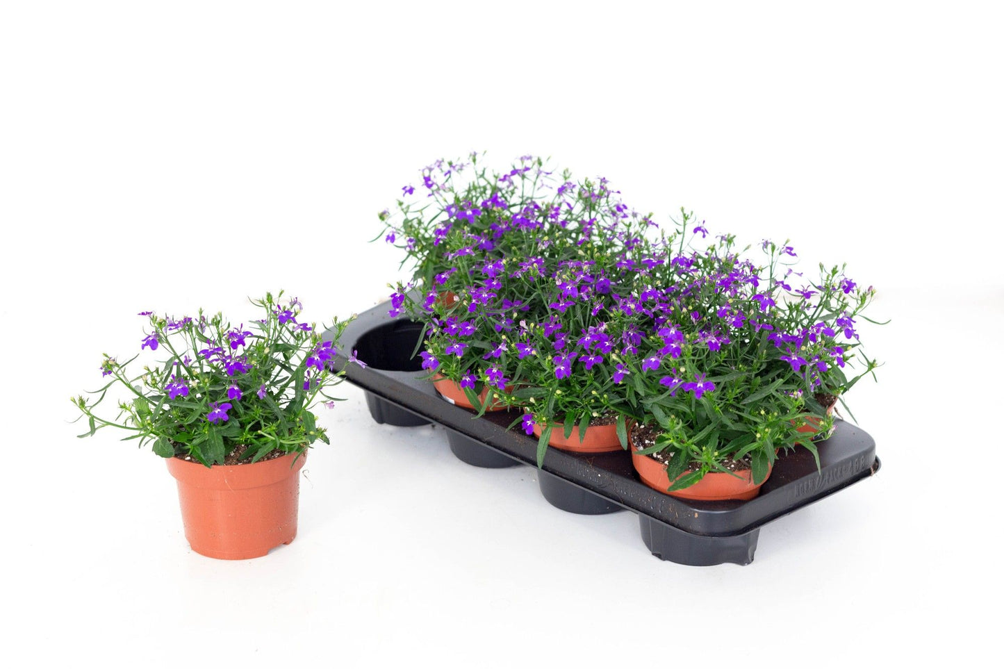 Lobelia Laguna Mounding Violet 20cm 13cm Pot
