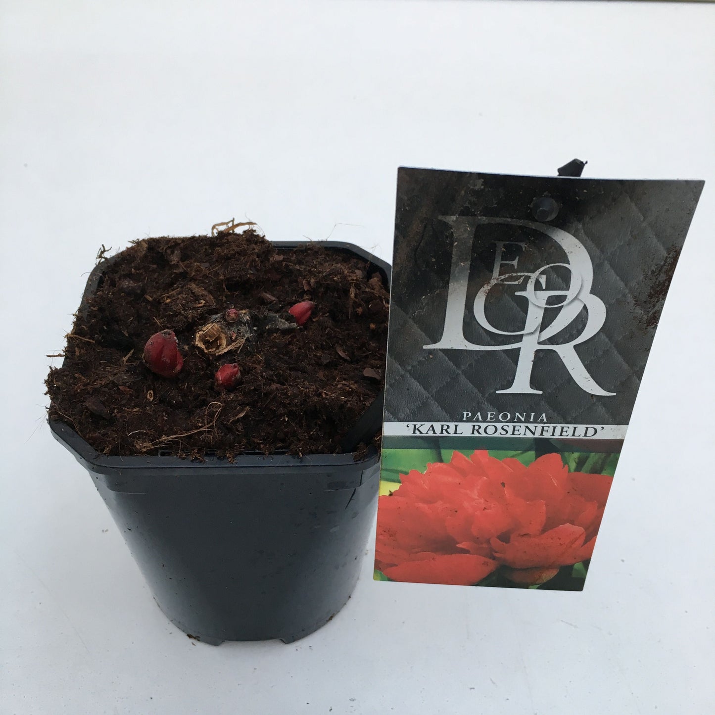 Paeonia Karl Rosenfield 5cm 11cm Pot