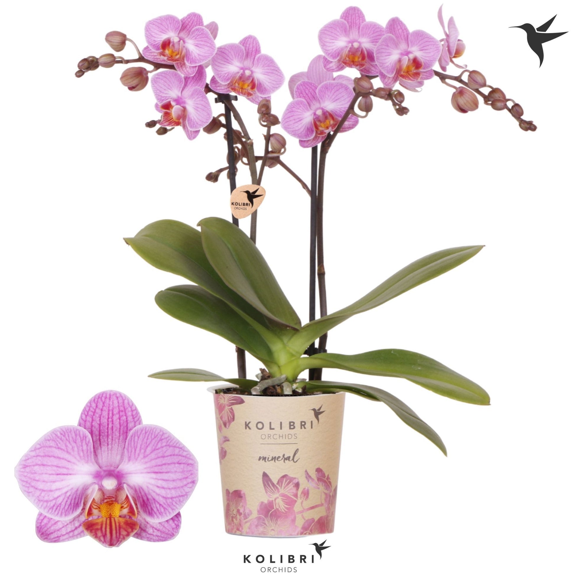 Phalaenopsis mf. Karlsruhe 40cm 9cm Pot