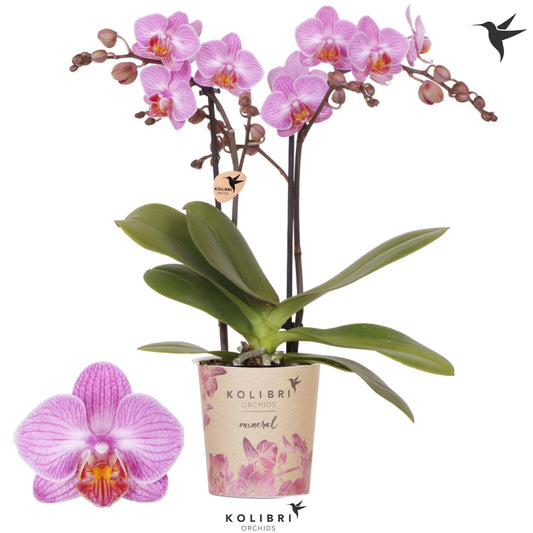 Phalaenopsis mf. Karlsruhe 40cm 9cm Pot