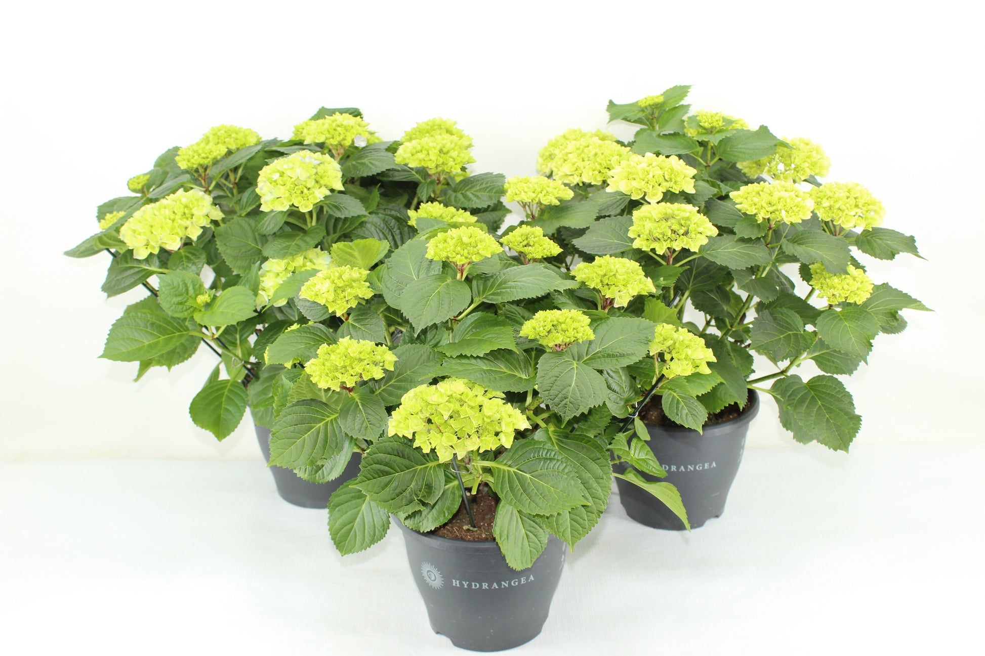 Hydrangea macrophylla mix 45cm 23cm Pot