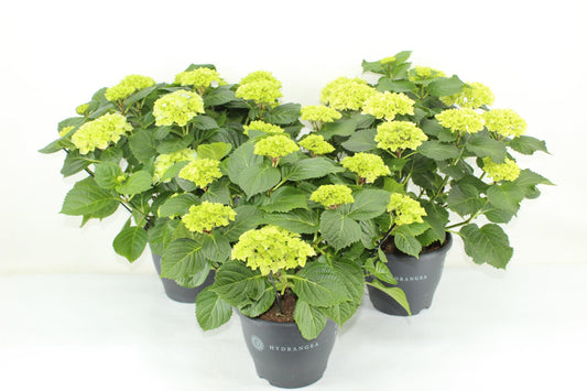 Hydrangea macrophylla mix 45cm 23cm Pot