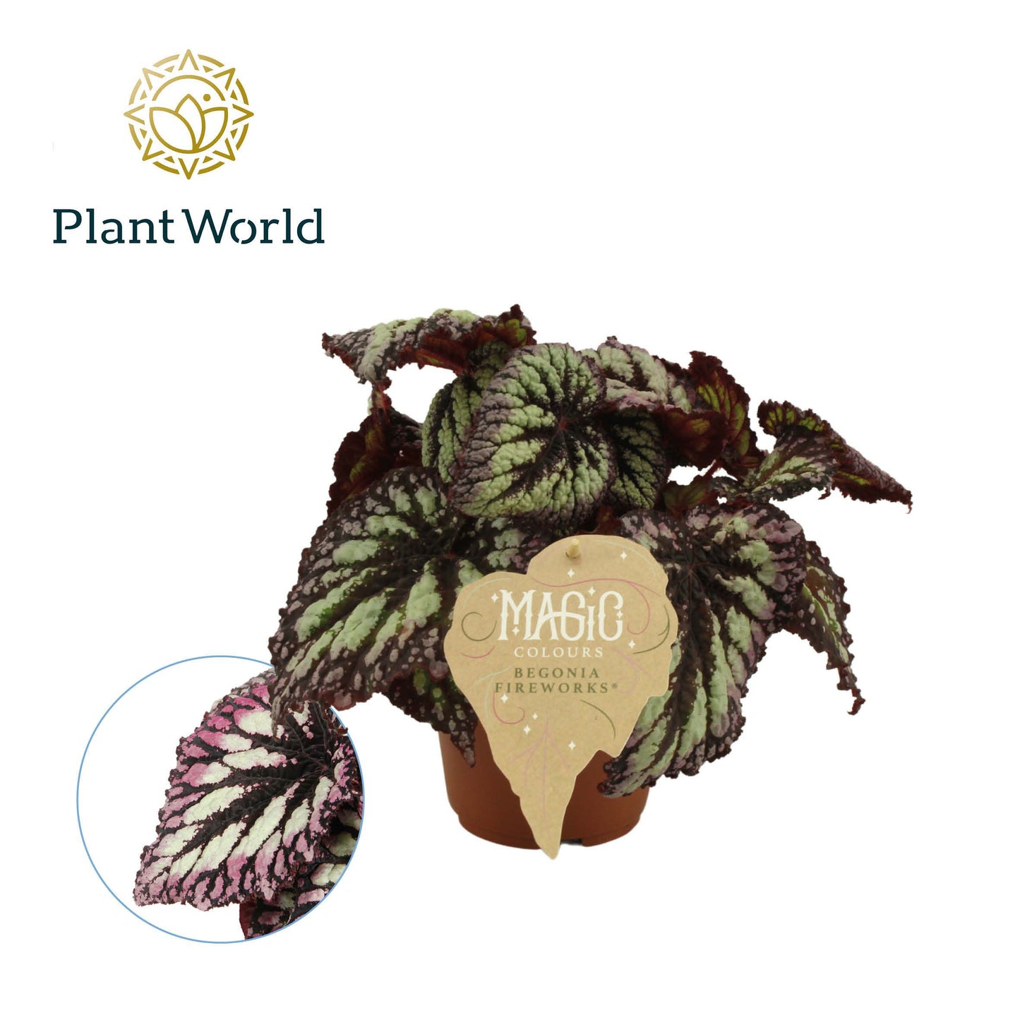 Begonia rex 25cm 12cm Pot