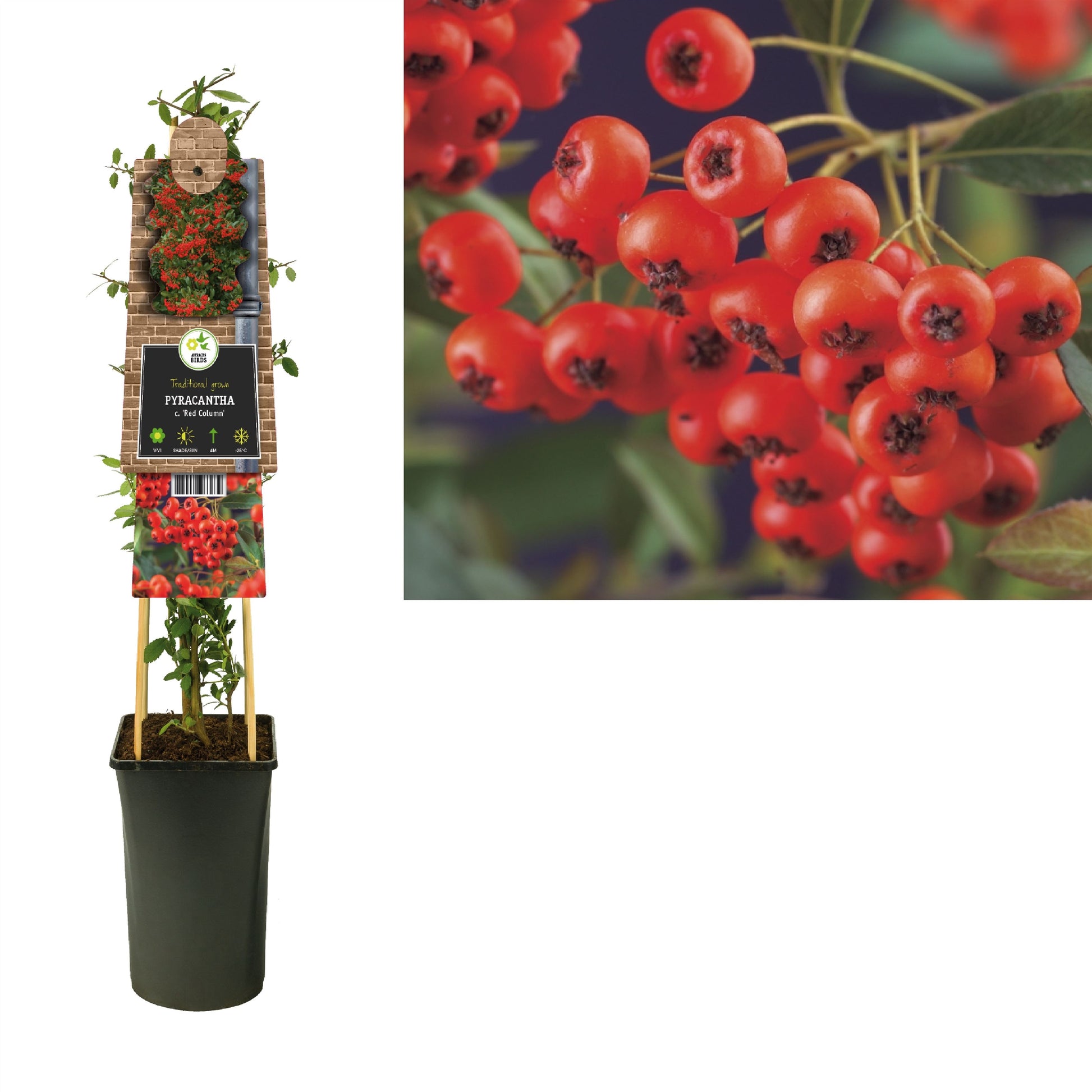 Pyracantha coc. Red Column 75cm 17cm Pot