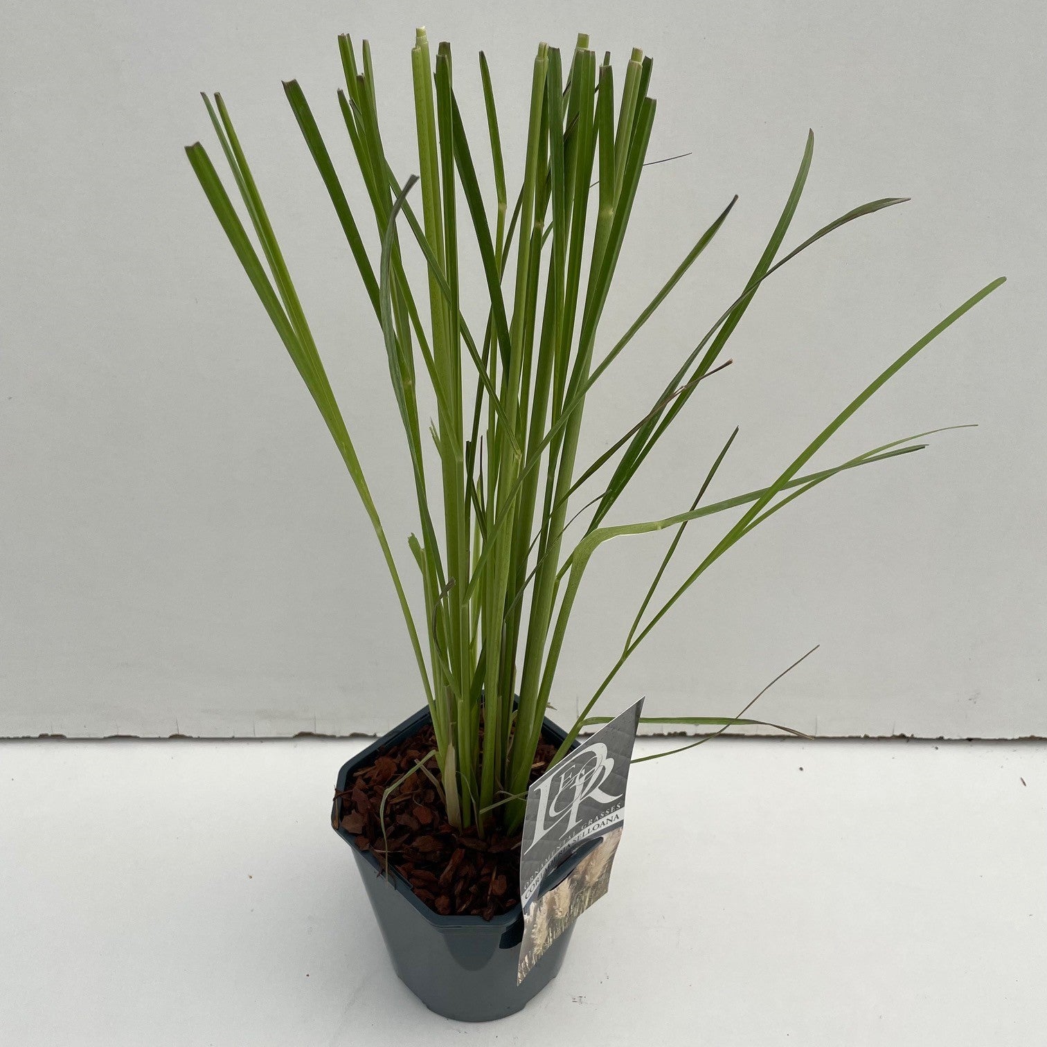 Cortaderia selloana 50cm 17cm Pot