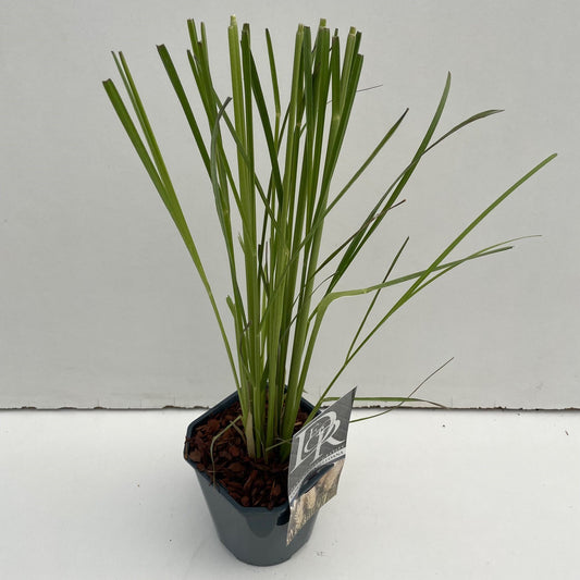Cortaderia selloana 50cm 17cm Pot
