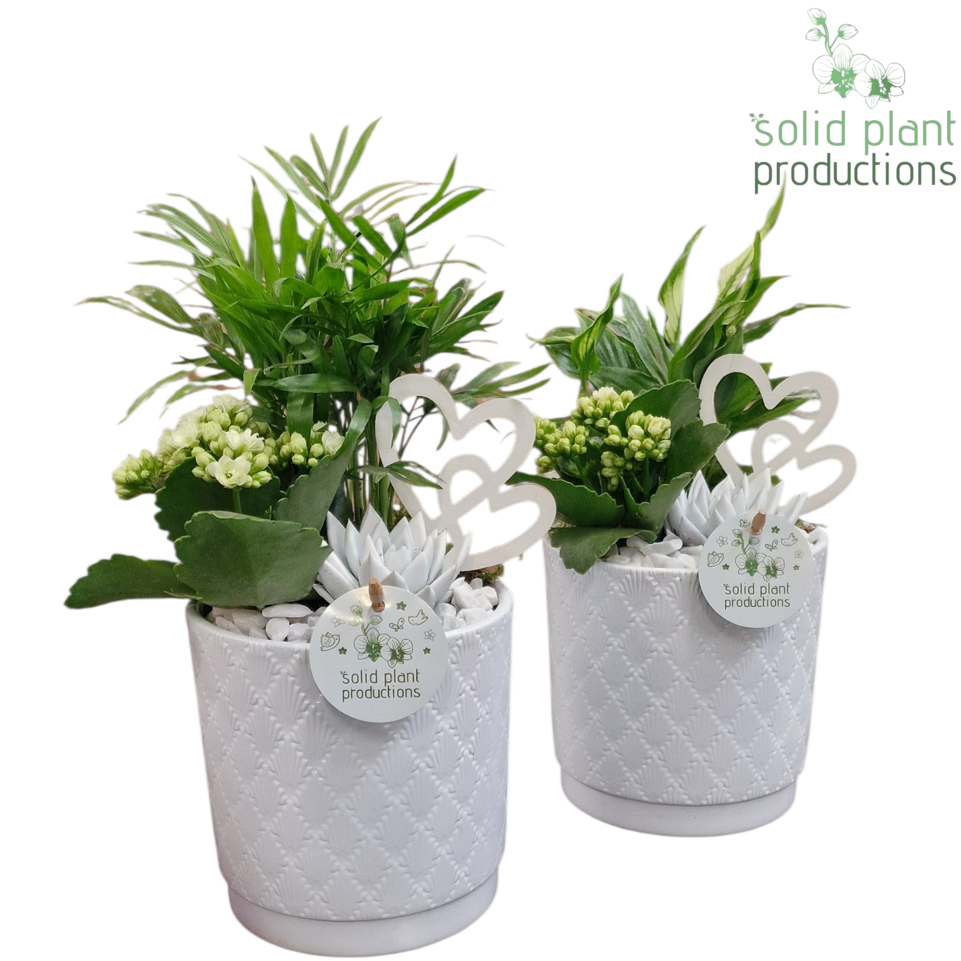 arr. Kamerplanten SCE001 WV 35cm 13cm Pot