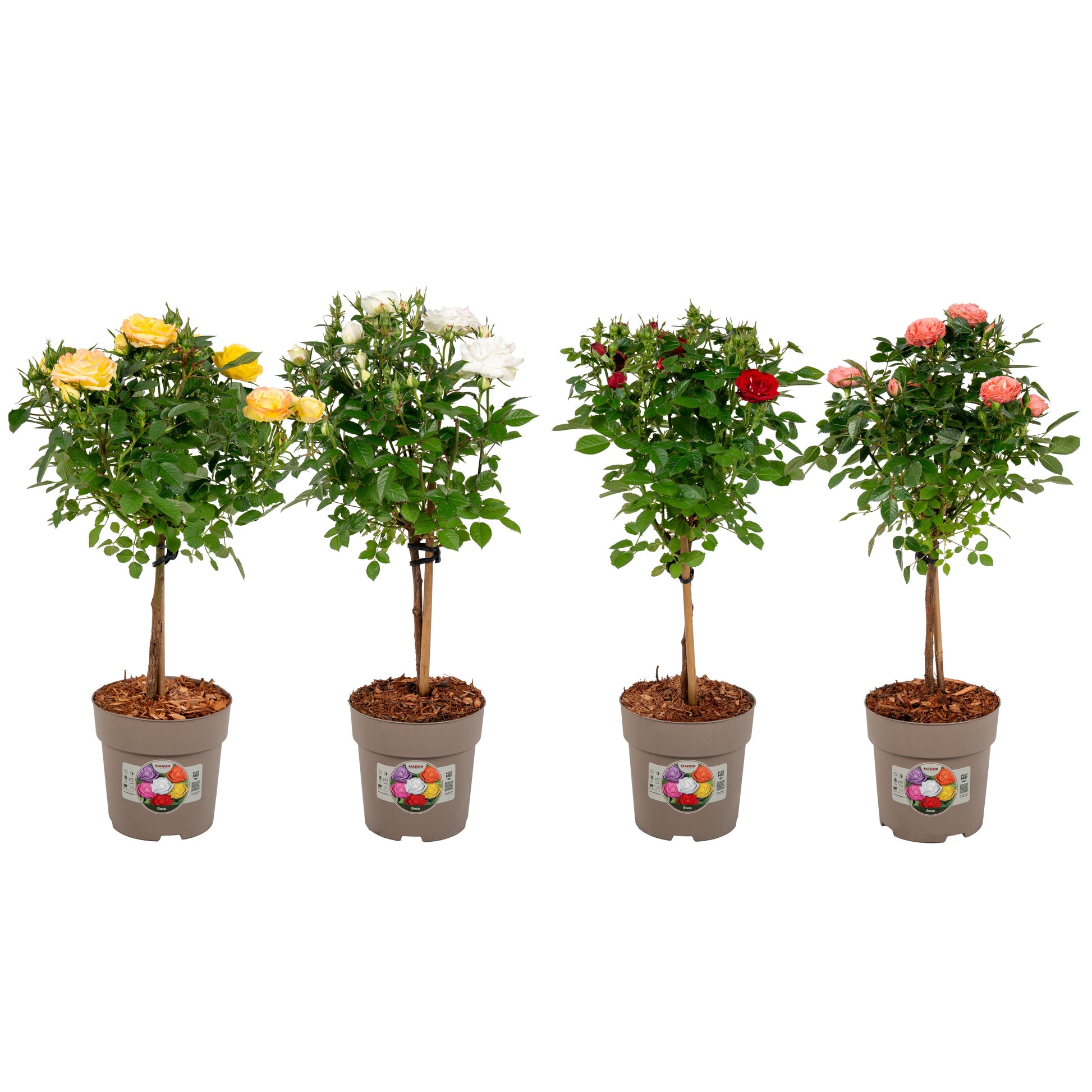 Roses standard mix 55cm 15cm Pot