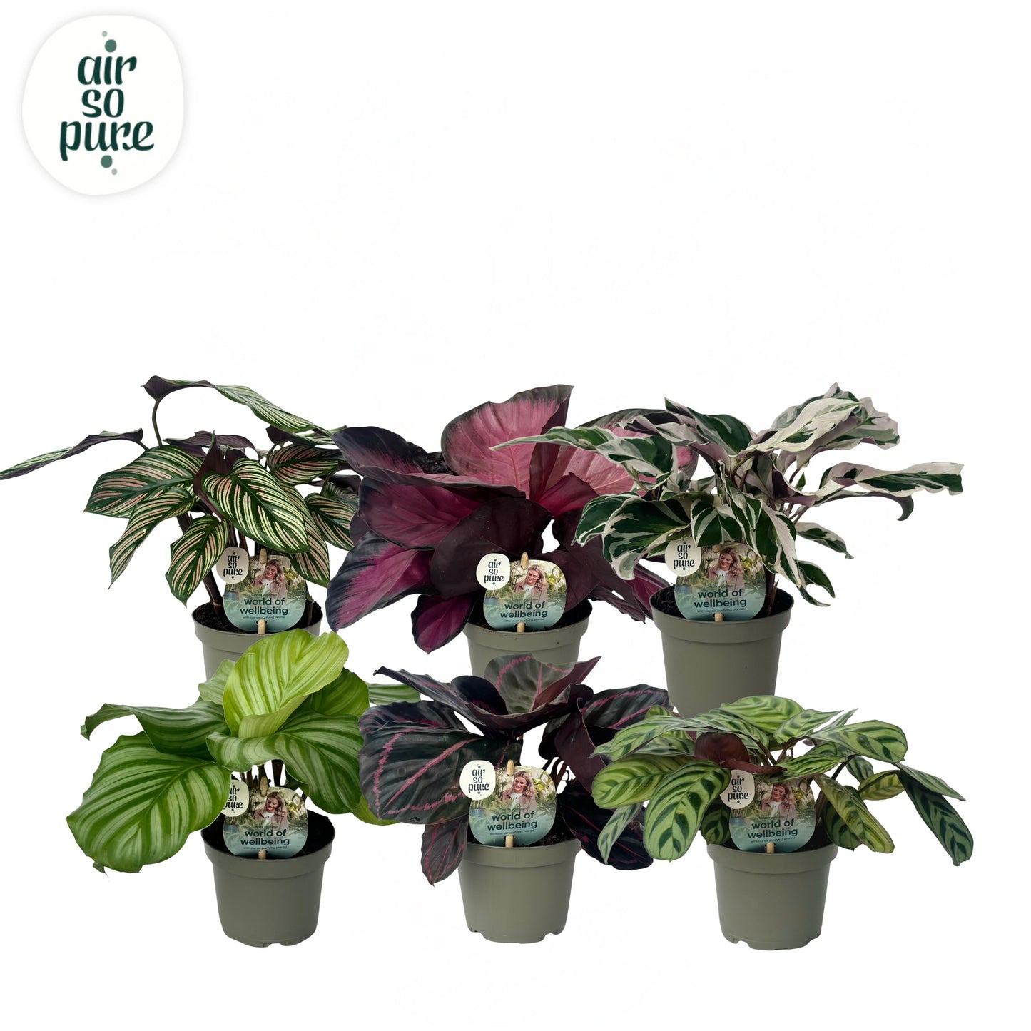 Calathea mix 20cm 9cm Pot