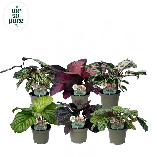 Calathea mix 20cm 9cm Pot