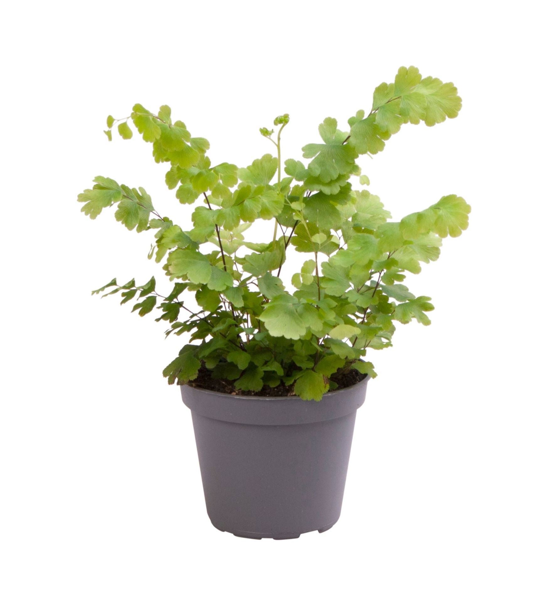 Adiantum Fritz-Luthi 15cm 6cm Pot